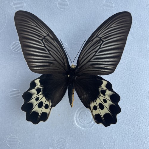 Entomologie*Atrophaneura