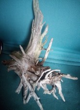 Treibholz Schwemmholz  Wurzel