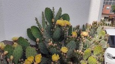 3 unterschiedliche blühende winterharte Kakteen bis zu -20 Grad