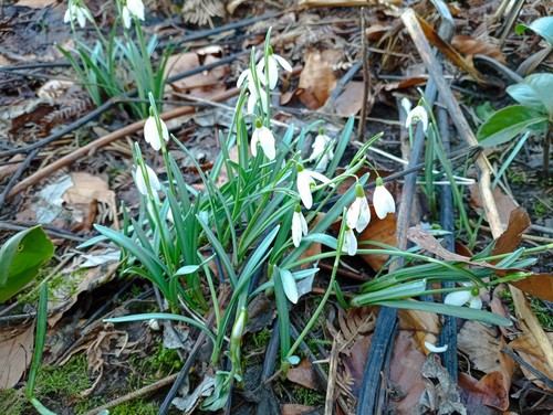 Schneeglöckchen galanthus - schneeglöckchen,
