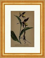Frauenschuh Cypripedium Calceolus L. Alpenkette Gebüsche Alpenflora 063 Gerahmt