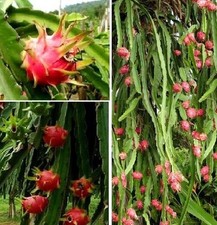Drachenfrucht kletterkaktus - drachenfrucht,