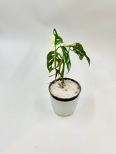 Monstera Adansonii Albo