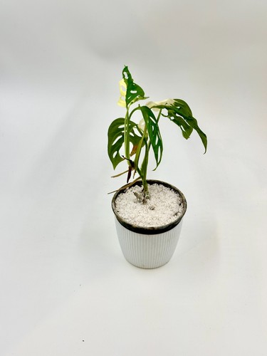 Monstera adansonii albo - adansonii,