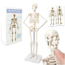 Mini-Mensch-Skelett Modell
