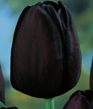 20 Tulpenzwiebeln Cafe Noir