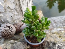 Crassula Ovata Gollum