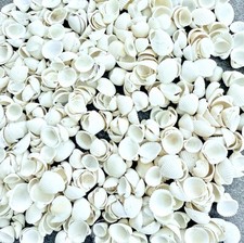 Mini Herzmuscheln , 5-15 , mm 100 Stück