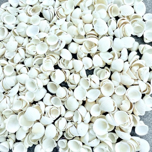 Mini herzmuscheln mm - mini, ,