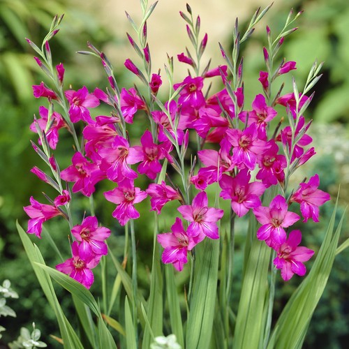 Gladiole gewöhnliche siegwurz - gewöhnliche,