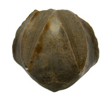 Karbon  Pentremites cherokeeus