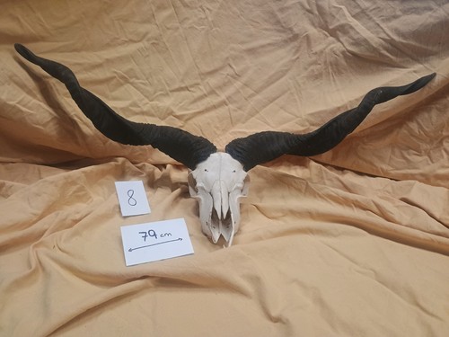 Zackelschaf bock hörner - bock,,
