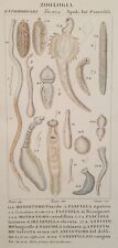 Carini Pretre Monostomo Gracile Fasciola Irudinella Anfistomo Cariofilleo 1831
