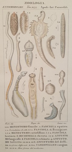 Carini pretre monostomo - carini,