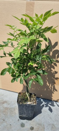 Prebonsai esche fraxinus - prebonsai,,