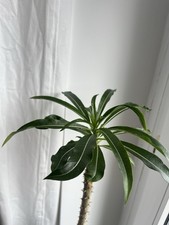 Pachypodium rutenbergianum - , 3