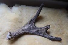 Elch Abwurfstange Geweihstange