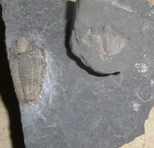 Trilobit Unter -Karbon Belgien