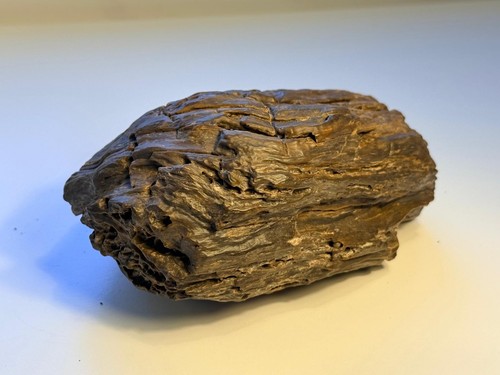 Versteinertes holz sahara - versteinertes,