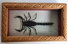 Skorpion Schwarz Schaukasten Holz Blumen Geschnitzt Vintage