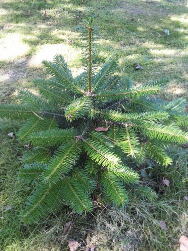 Saatanleitung abies - saatanleitung,