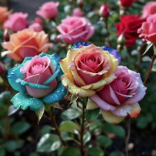 Rosensamen 50X Mehrere Rosa