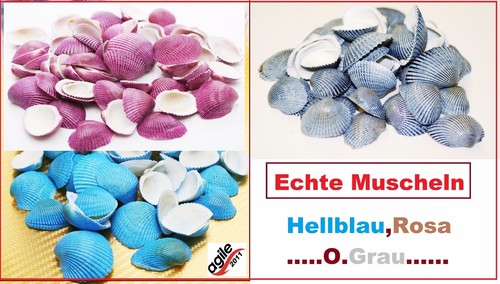 150 echte muscheln - 150, gr.