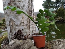 Sägeblattkaktus (Blattkaktus)