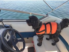 Schwimmweste für mittelgroße Hunde wie neu