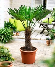 Trachycarpus wagnerianus