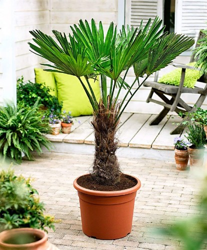 Trachycarpus wagnerianus