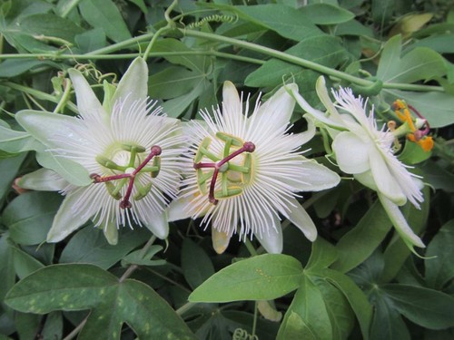 Passiflora caerulea con - passiflora,