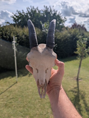 Ziege schädel geweih skull - ziege,