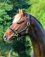 FSS Deutsch PATENT GLÄNZEND