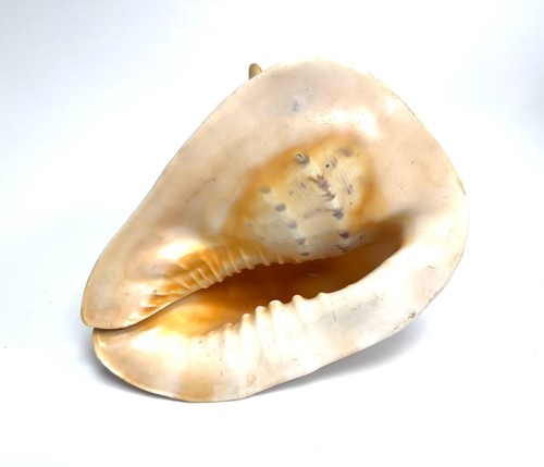 Großer hornhelm cassis - großer,