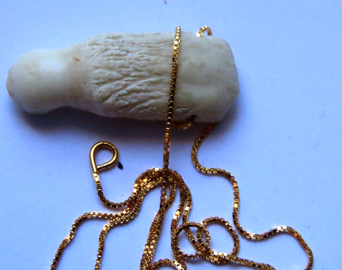 Amazonas kaiman molar aus - amazonas,