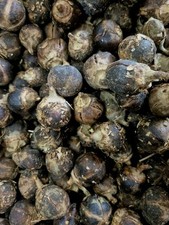 Goron TULA/ African Chewing