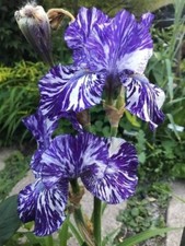 80002496 IRIS setosa ssp