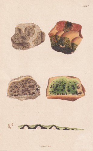 Verrucaria submersa lichen