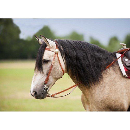 Westernzaum trense aus - trense,