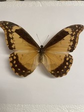 Entomologie*Morpho rhetenor
