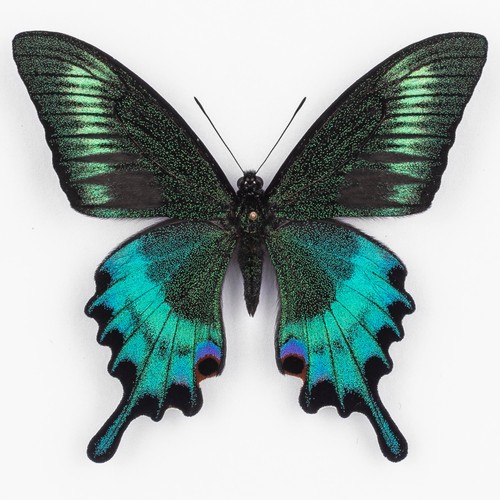 Papilio maackii aberration - maackii, ♂