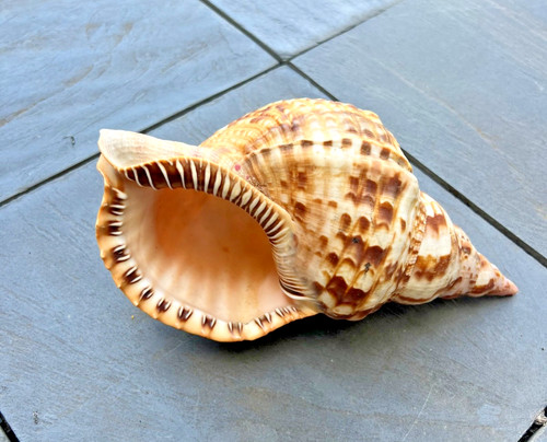 Charonia tritonis tritonshorn - charonia,