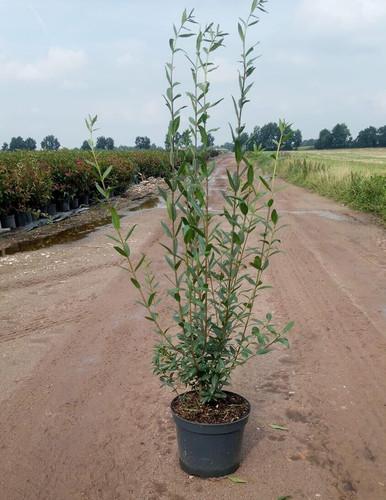1st liguster ovalifolium - 1st,