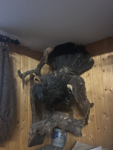 Ausgestopfte tiere vintage - vintage, ca