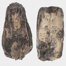 Fossilien M. Primigenius Mammut Backenzahn M3 Quartär Pleistozän