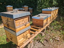 NEU: Zanderbeute Kiefer Bienen