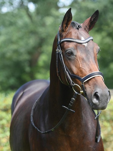 Busse trense modena neuheit - trense,