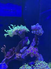 aquarium deko koralle