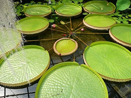 Amazonas-Riesenseerose